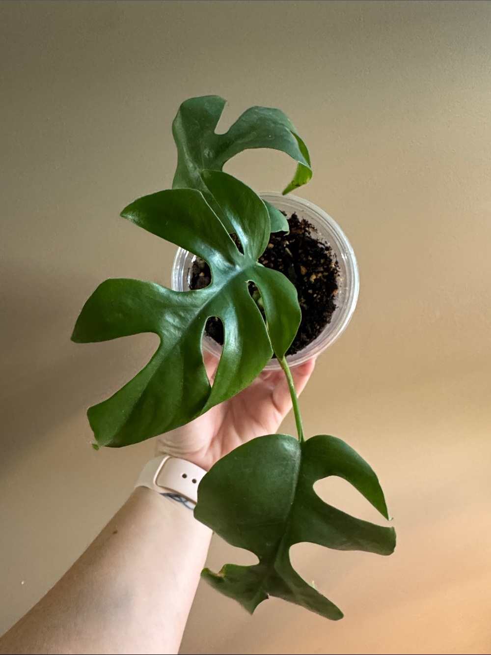 Mini Monstera - aka Rhaphidophora tetrasperma-Rooted. - Picture 2 of 6